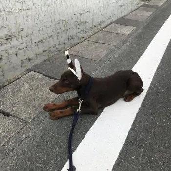 ヴィリーのパパ 様のお迎えした子犬