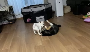 R.I 様のお迎えした子犬