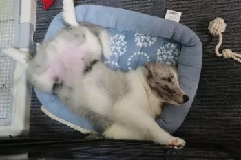 春 様のお迎えした子犬