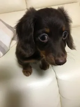 トシ 様のお迎えした子犬