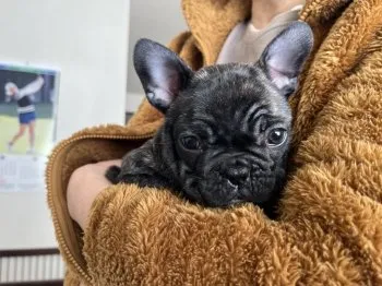 bokuwados 様のお迎えした子犬