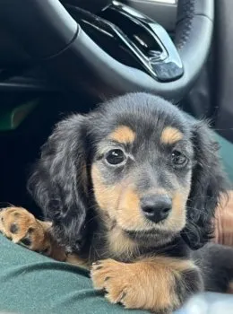 まろん 様のお迎えした子犬