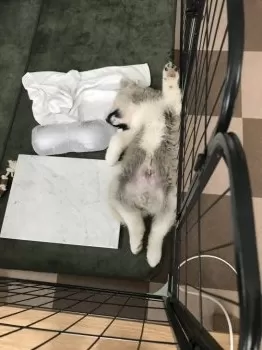T.Y 様のお迎えした子犬