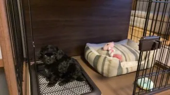 S.Y 様のお迎えした子犬