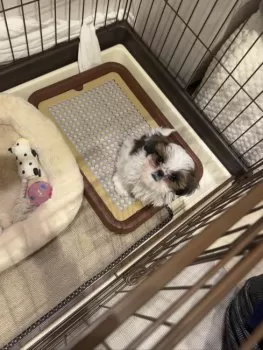 なっち 様のお迎えした子犬