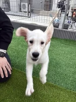 K.M 様のお迎えした子犬