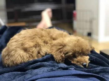 O.H 様のお迎えした子犬