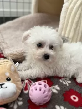 ゆきちゃんの母 様のお迎えした子犬