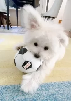 S.S 様のお迎えした子犬