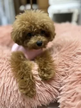 あゆたんじ 様のお迎えした子犬