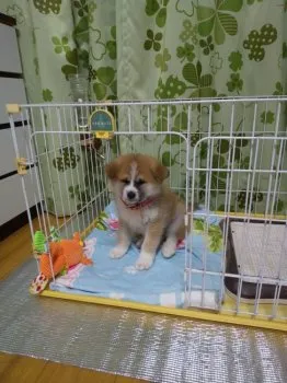 ただりん 様のお迎えした子犬