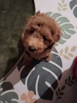 ミルク&クルミパパ 様のお迎えした子犬