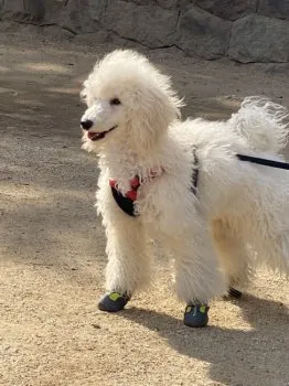 パンダスター 様のお迎えした子犬