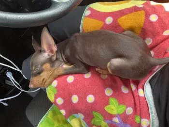 チョコ 様のお迎えした子犬