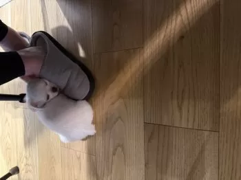 Y.Ｉ 様のお迎えした子犬