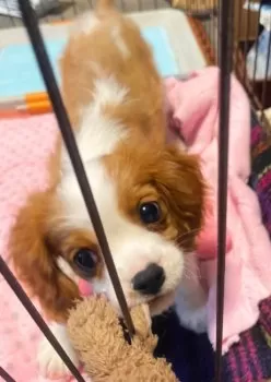 R.K 様のお迎えした子犬
