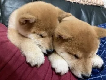 タケ 様のお迎えした子犬