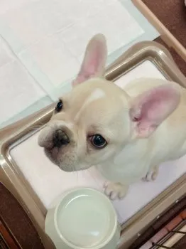 e 様のお迎えした子犬
