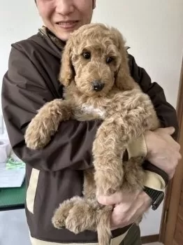きなこのママ 様のお迎えした子犬