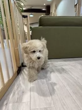 Y.S 様のお迎えした子犬