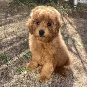 ぴーこ 様のお迎えした子犬