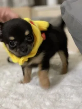 nnk 様のお迎えした子犬