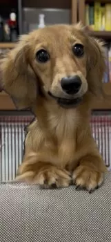 T.S 様のお迎えした子犬