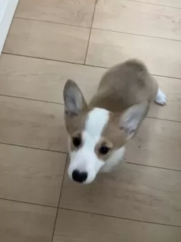 M.H 様のお迎えした子犬
