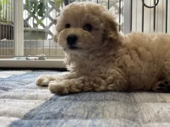 コバヤシ 様のお迎えした子犬