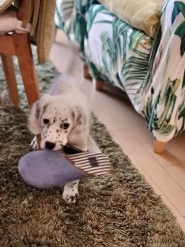 N.T 様のお迎えした子犬