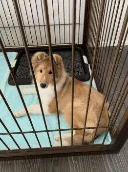 Y.O 様のお迎えした子犬