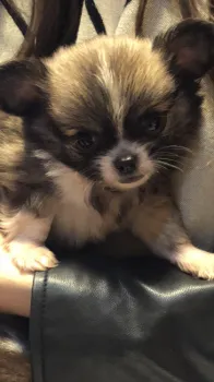 Yurikota 様のお迎えした子犬