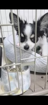 EO 様のお迎えした子犬