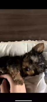 みー 様のお迎えした子犬