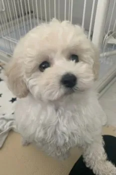 GU 様のお迎えした子犬