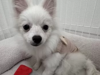 M.M 様のお迎えした子犬