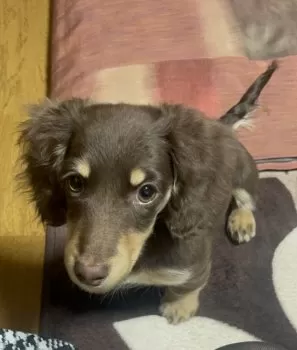 SAKURA 様のお迎えした子犬