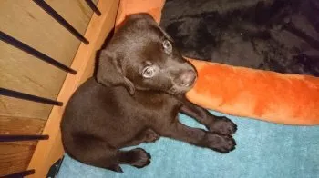 ソニック 様のお迎えした子犬