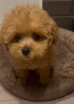 K.I 様のお迎えした子犬