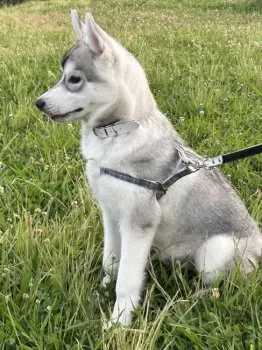 S.K 様のお迎えした子犬