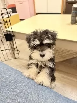 パンダファミリー 様のお迎えした子犬