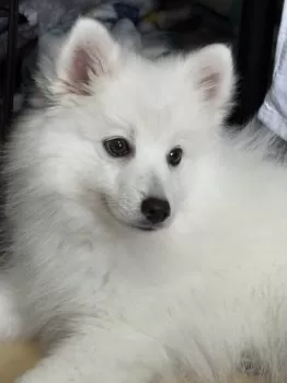 あき 様のお迎えした子犬