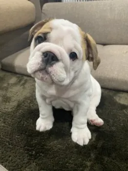 がちゃこ 様のお迎えした子犬