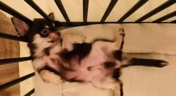 アイマール 様のお迎えした子犬
