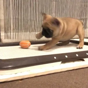 K.O 様のお迎えした子犬