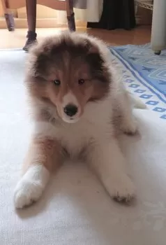 K.U 様のお迎えした子犬