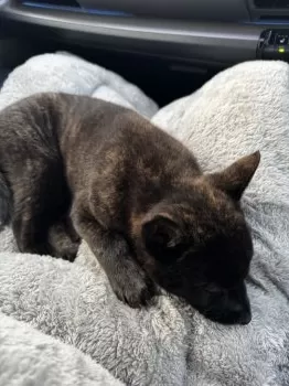 K.T 様のお迎えした子犬