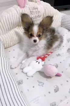 A.Y 様のお迎えした子犬