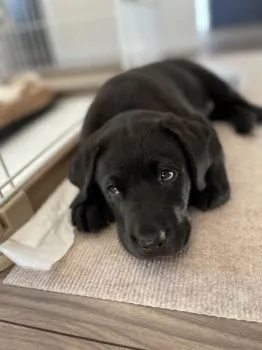 バディ 様のお迎えした子犬