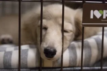 りょーすけ 様のお迎えした子犬